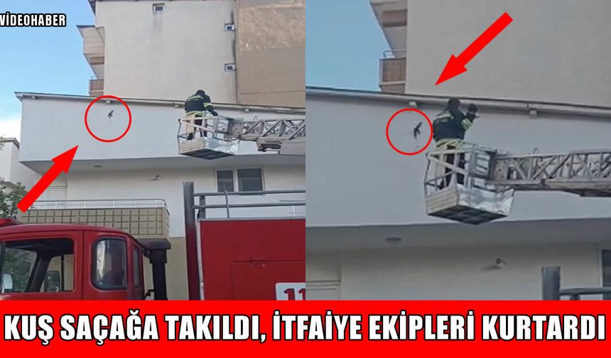 Muş’ta çatı saçağına takılan kuşu itfaiye kurtardı