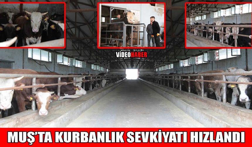 Muş’ta kurbanlık sevkiyatı hızlandı: 50 bin hayvan il dışına gönderilecek