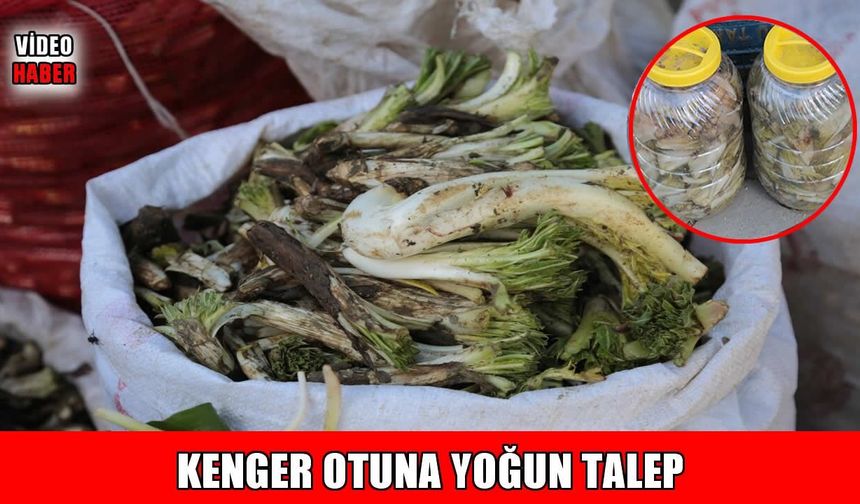Muş’ta kenger otu tezgahlarda yerini aldı