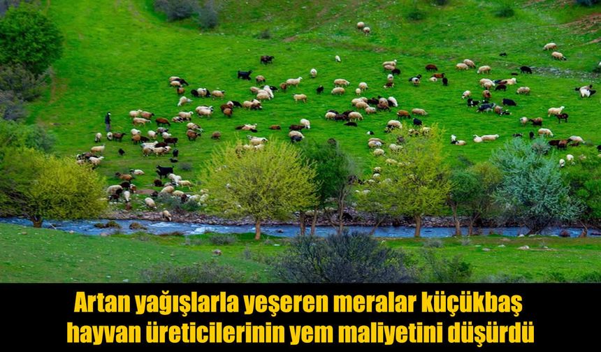 Yağışlar Üreticinin Yüzünü Güldürdü: Yem Maliyetleri Düştü