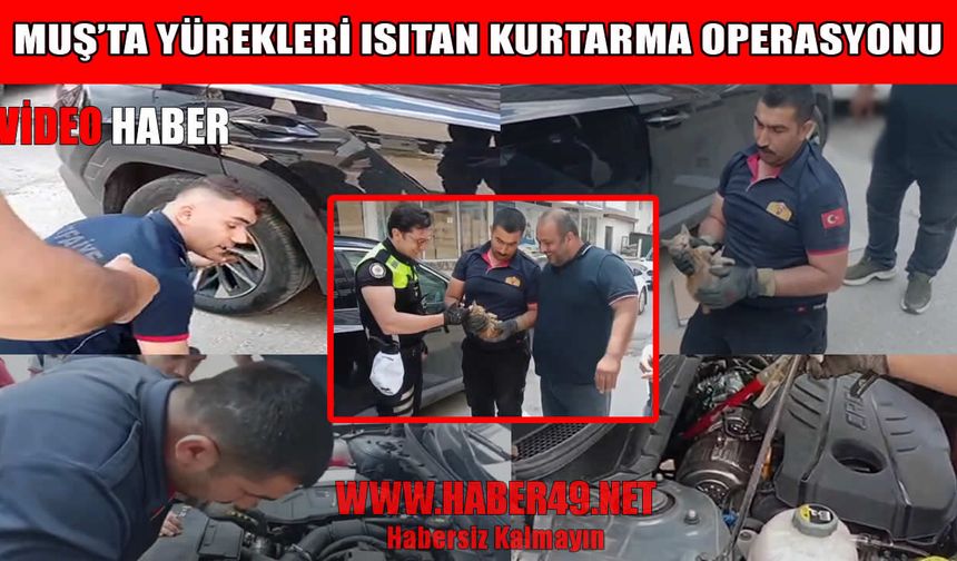 Muş’ta araç motorunda mahsur kalan yavru kedi kurtarıldı