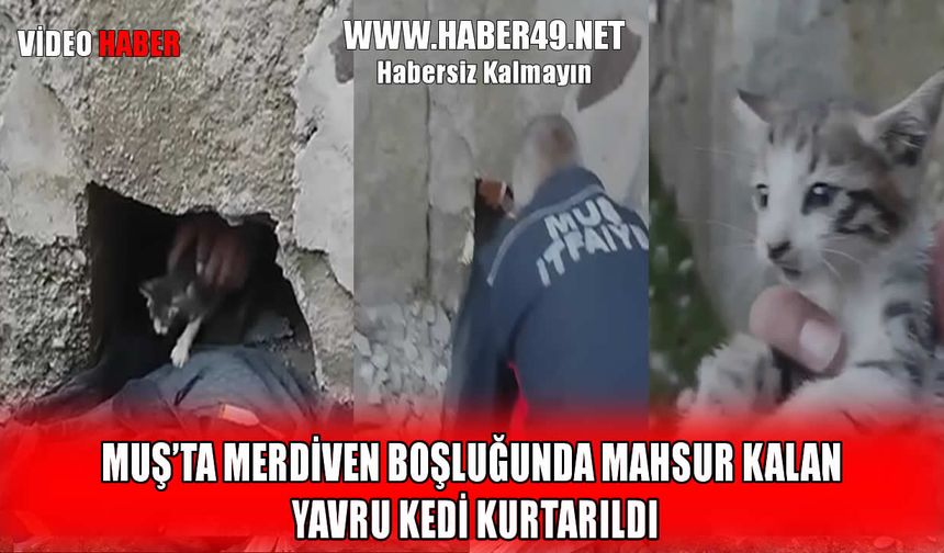 Muş’ta yavru kediye "Hayat" dokunuşu