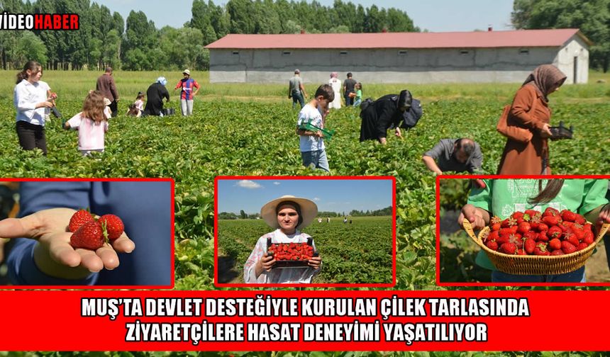 Muş'ta ikinci çilek hasadı başladı: ‘Kendin topla kendin ye’