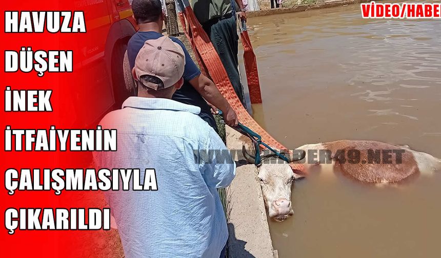 Muş’ta havuza düşen ineği itfaiye kurtardı