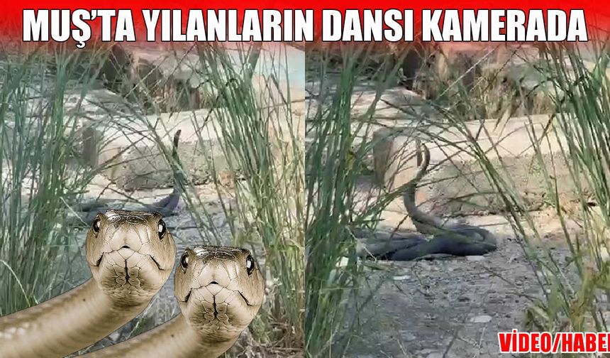 Muş’ta yılanların dansı kameralara yansıdı