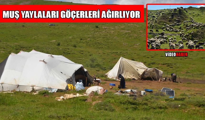 Muş yaylalarında göçer hareketliliği