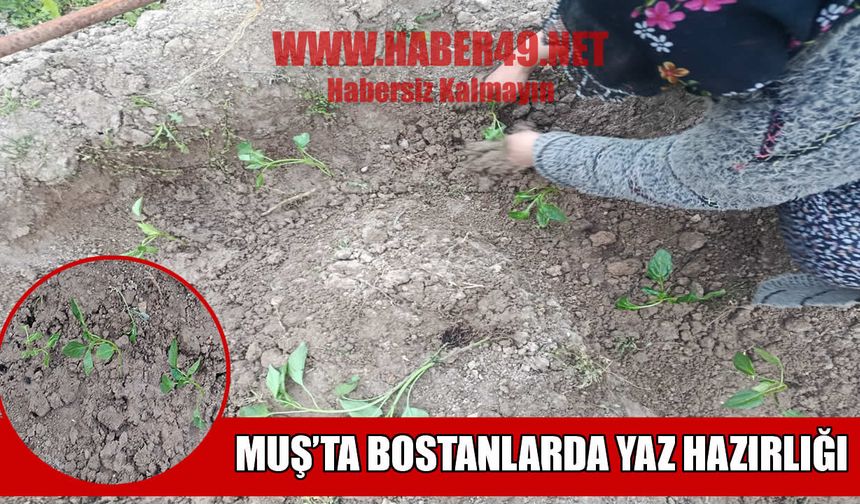 Muş'ta bostan mesaisi başladı, fideler toprakla buluştu
