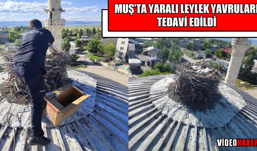 Muş’ta tedavi edilen leylek yavruları yuvalarına döndü