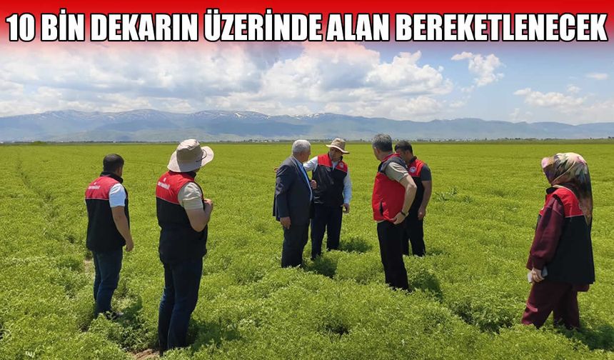 Muş Ovası bu projeyle bereketlenecek: 165 ton tohum toprakla buluşuyor!