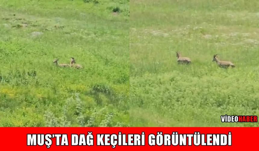 Muş kırsalında dağ keçileri görüntülendi