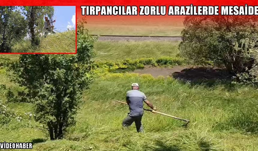 Muş’ta ot biçme sezonu başladı