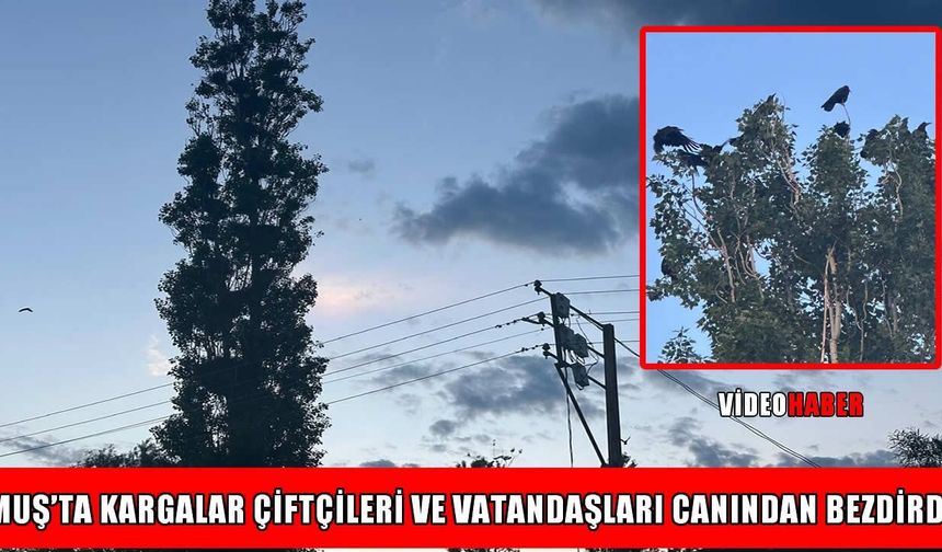 Muş’ta ‘karga istilası’: Çiftçilerin emeği kuşlara yem oldu