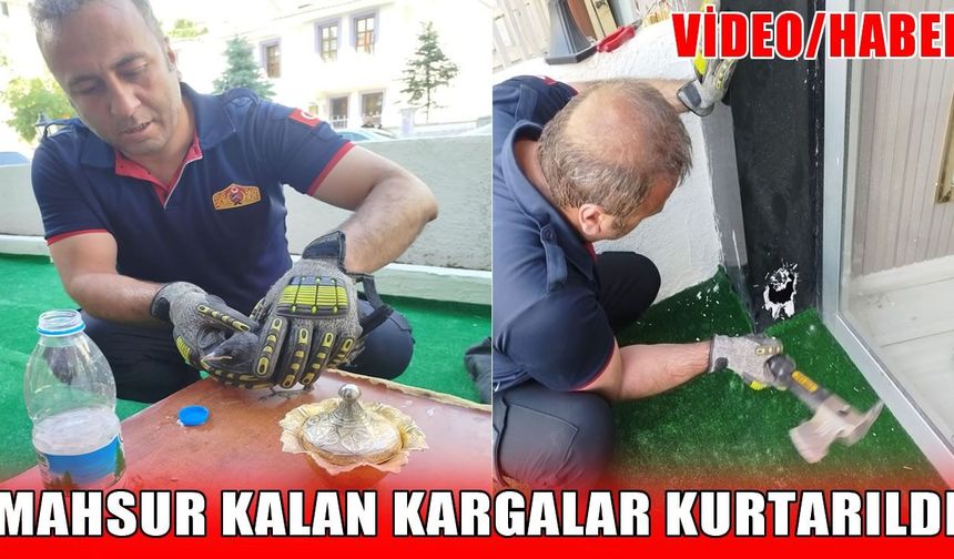 Muş’ta itfaiye ekipleri mahsur kalan kargaları kurtardı