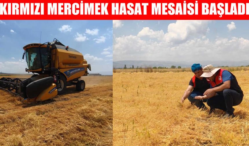 Muş Ovası’nda kırmızı mercimekte "Altın" hasat başladı!
