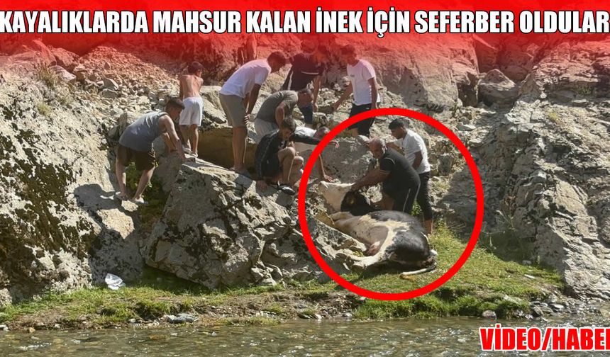 Muş'ta kayalıklara sıkışan inek için vatandaşlar seferber oldu