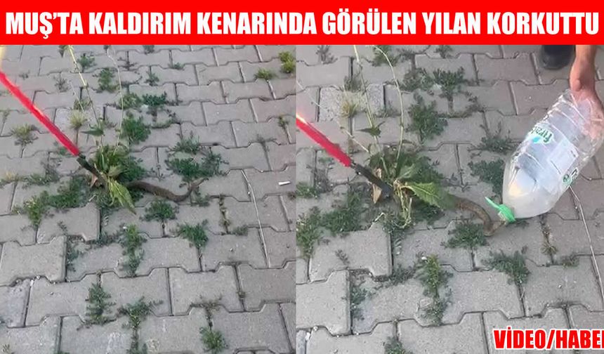 Muş'ta laldırım kenarında korkutan manzara: Otların arasında saklanan sürpriz misafir!