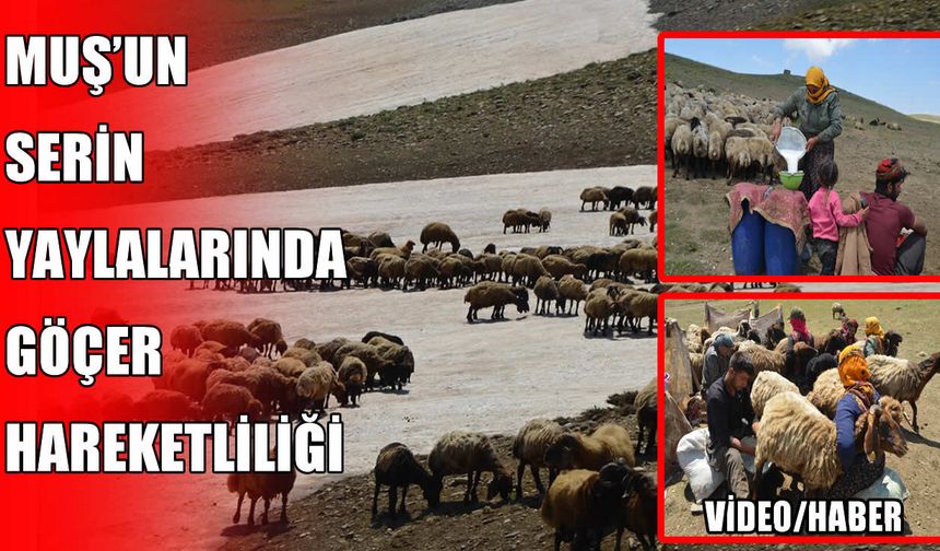 Göçerler Kurtik Dağı'nda hayvanlarını kar üzerinde serinletiyor