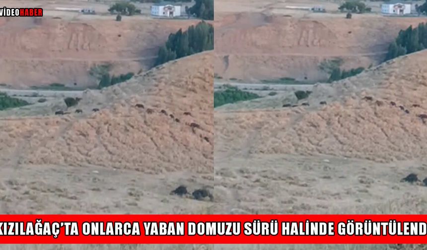 Muş’ta yaban domuzu sürüsü tedirginliği