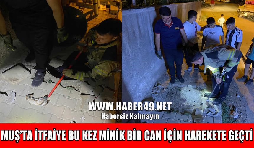 Muş’ta kanalizasyona düşen yavru kedi itfaiye ekiplerince kurtarıldı