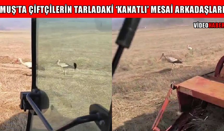 Muş Ovası'nda ‘ortak’ mesai: Çiftçiler biçiyor, leylekler besleniyor