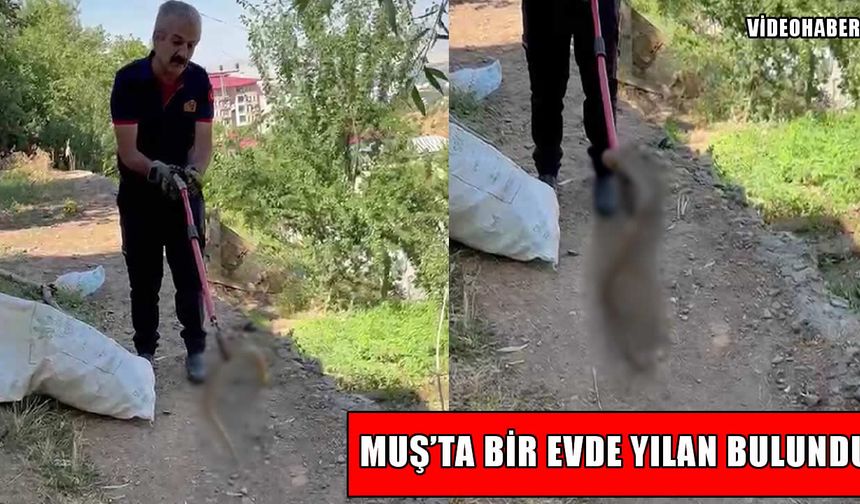 Muş’ta evde yılan paniği: Ekipler harekete geçti