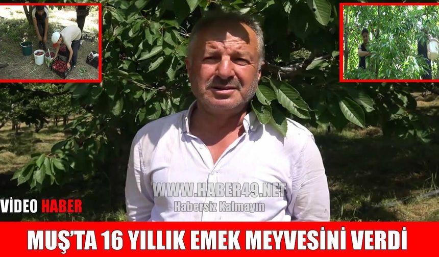 Muş'ta kiraz hasadı başladı: Yılda 4 ton hasat yapıyorlar