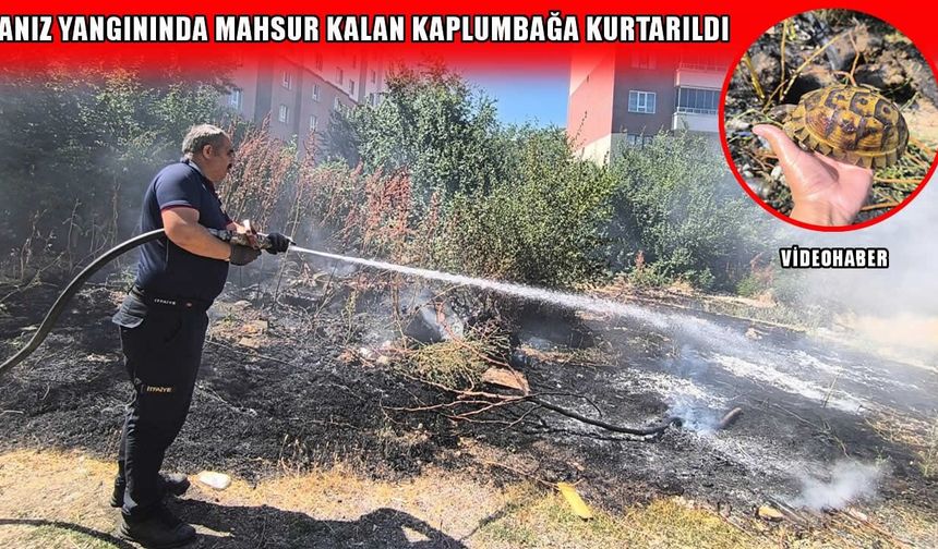 Muş'ta anız yangını: Alevlerin arasında kalan kaplumbağa kurtarıldı