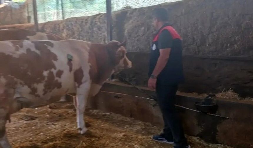 Elazığ'da Büyükbaş Hayvancılık İşletmeleri Denetlendi