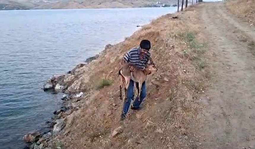 Yaralı Dağ Keçisini Kucağında Taşıyarak Kurtardı