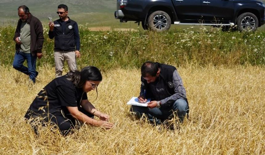 Çıldır’da dolu ve yağışın vurduğu tarım arazilerinde hasar tespiti