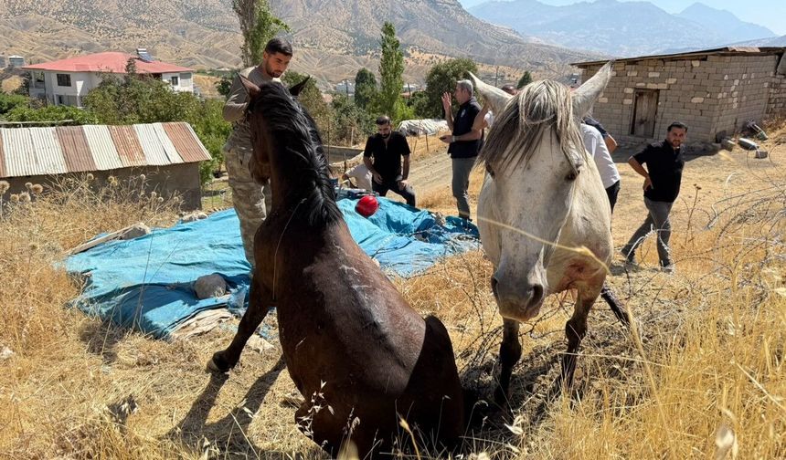 Sınır telleri arasında mahsur kalan atlar kurtarıldı