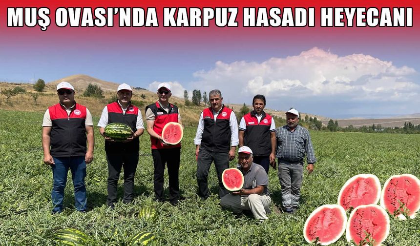 Muş Ovası'nda karpuz hasadı 2 milyar TL'lik katkı hedefiyle devam ediyor