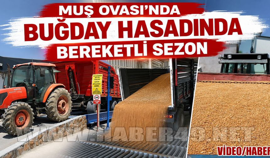 Muş'ta bahar yağmurları rekolteyi artırdı: Çiftçinin yüzü hasatta güldü