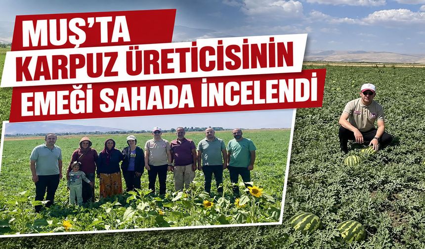 Muş karpuzuna saha incelemesi