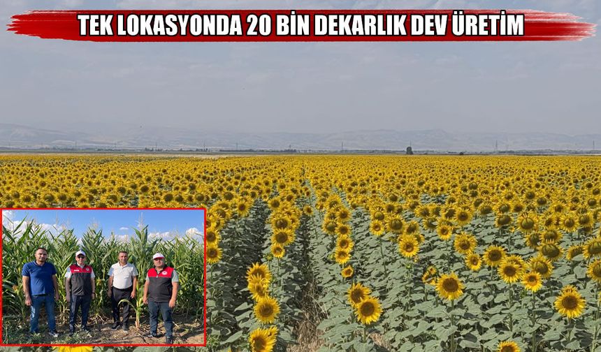 Muş’ta 20 bin dekarlık alandan 247.7 milyon TL’lik tarımsal katkı beklentisi
