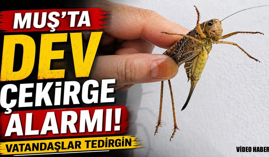 Muş'ta dev çekirgeler tedirgin etti: Bakanlıktan "istila" açıklaması