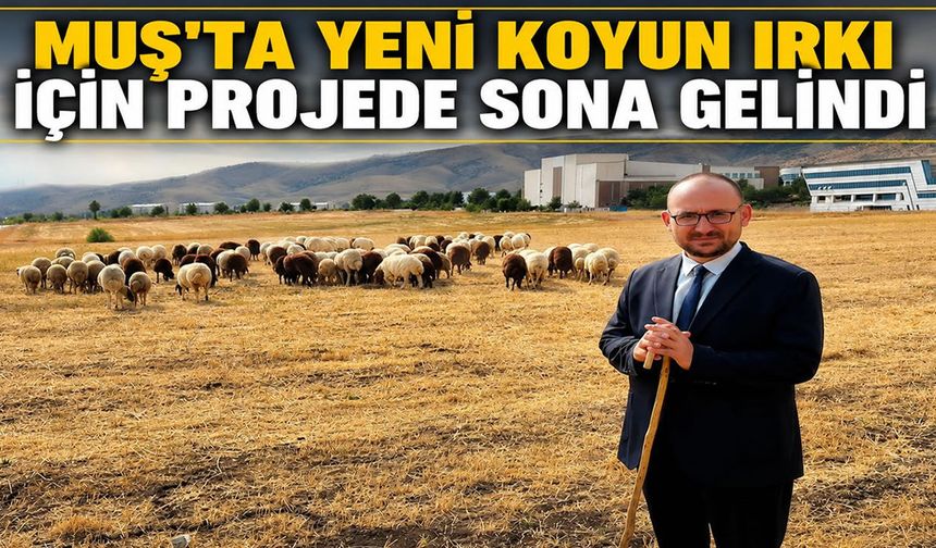Muş Alparslan Üniversitesi'nden yeni koyun ırkı atağı