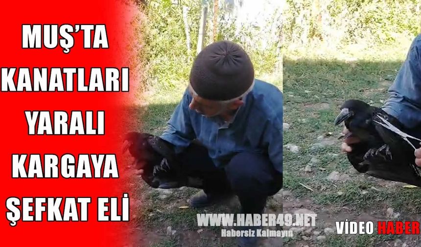 Muş’ta örnek davranış: Yaralı kargayı tedavi etti
