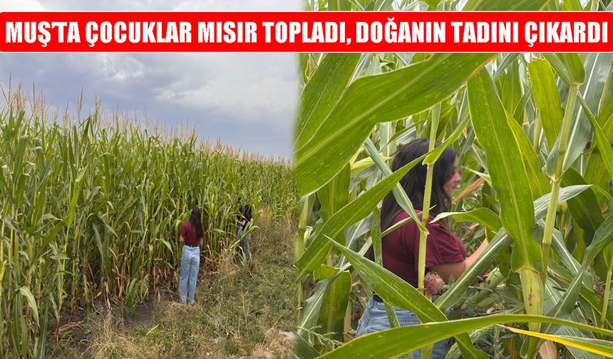 Muş’ta koruma altındaki çocuklar mısır topladı