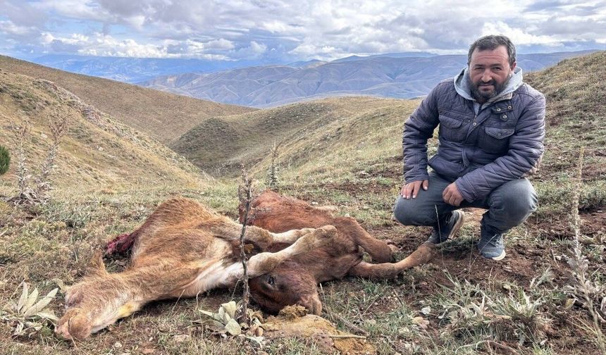 Erzincan’da ayı saldırısında 2 buzağı telef oldu