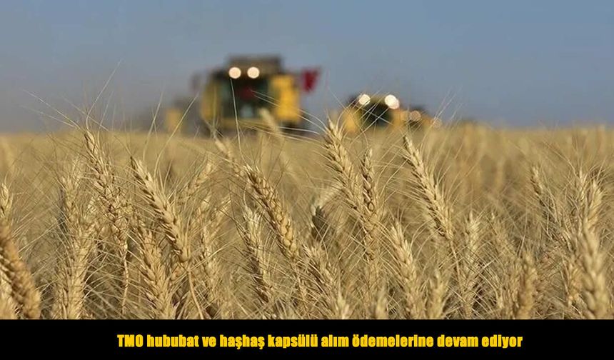 TMO’dan üreticilere ödeme: Milyarlarca lira hesaplara yatırıldı