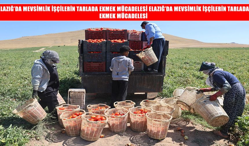 Elazığ’da mevsimlik işçilerin sıcak altında ekmek mücadelesi