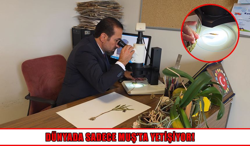Kurtik Dağı'nda bilim dünyasını heyecanlandıran keşif