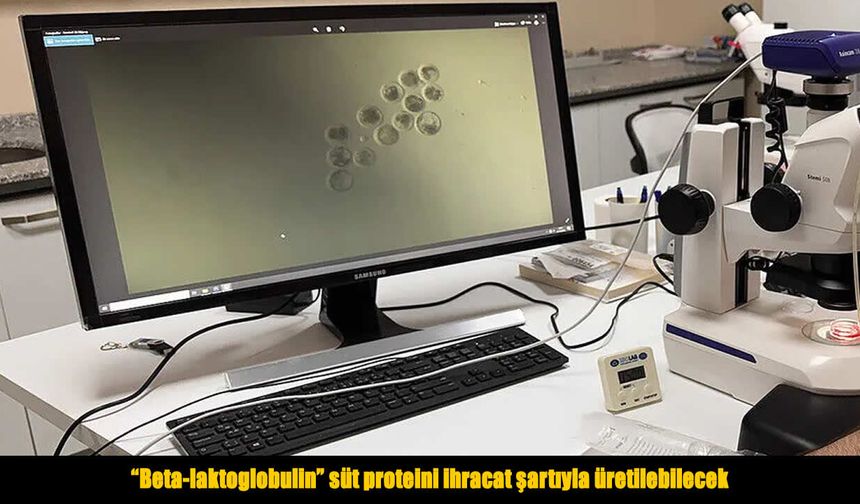 Beta-laktoglobulin üretimine ihracat şartıyla izin çıktı