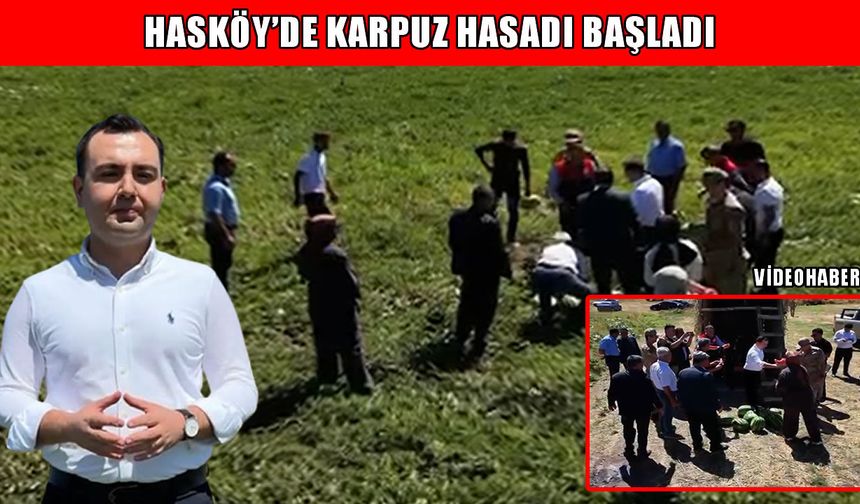 Hasköy’de karpuz hasadı başladı: Hedef 2 bin 500 ton