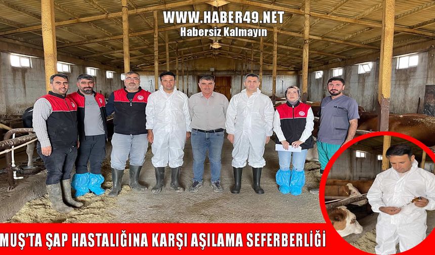 Muş’ta şap hastalığına karşı aşılama çalışmaları başladı
