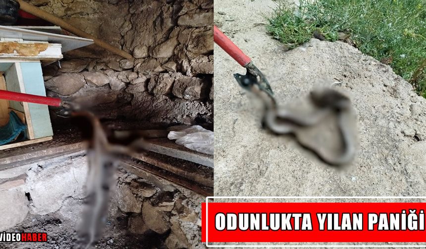 Muş’ta odunluğa giren yılan itfaiyeyi alarma geçirdi