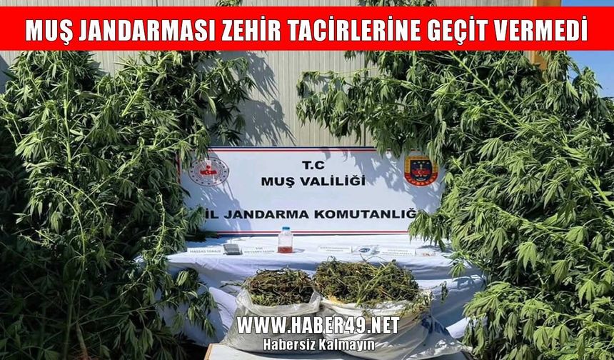 Muş jandarmasından zehir tacirlerine operasyon
