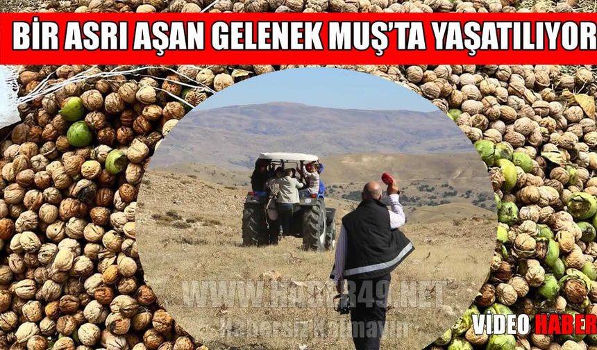 Muş’ta 111 yıllık imece geleneği ile ceviz hasadı başladı
