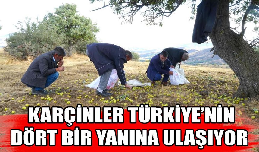 Muş’ta “Karçin” Hasadı Başladı